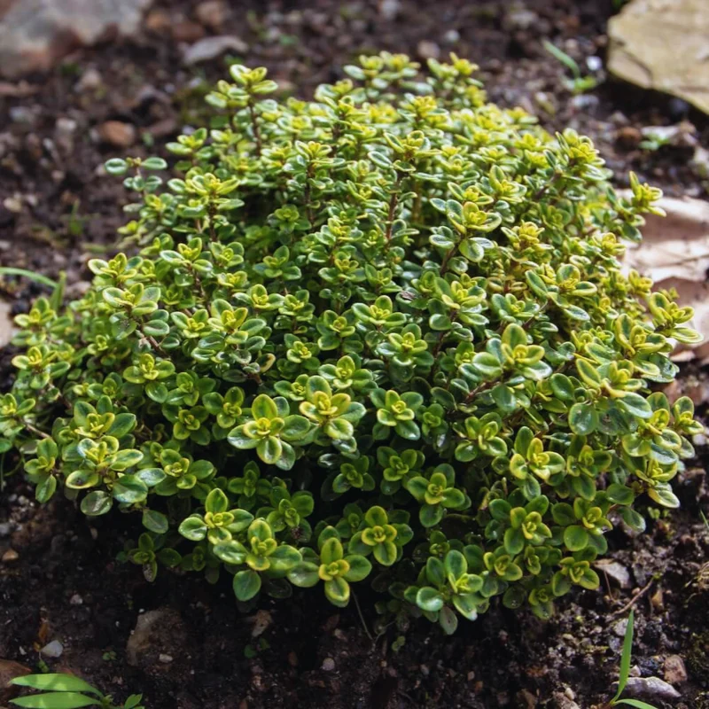Variegated Lemon Thyme Plants Live, 4 Plants, Thyme Live Plants, 5 To 7 Inches Tall