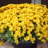 Set 4 Of Live Chrysanthemum Flower Plants, Mix Chrysanthemum Plants Live, Easy To Plant