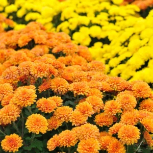 Set 4 Of Live Chrysanthemum Flower Plants, Mix Chrysanthemum Plants Live, Easy To Plant
