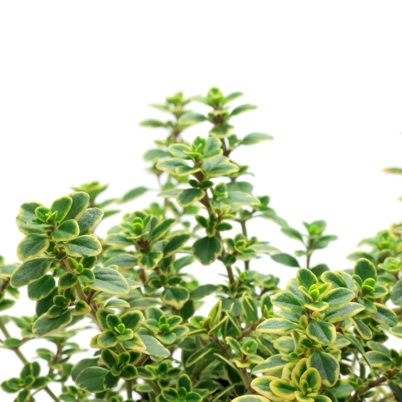 Variegated Lemon Thyme Plants Live, 4 Plants, Thyme Live Plants, 5 To 7 Inches Tall