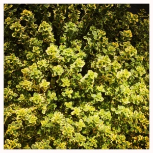 Variegated Lemon Thyme Plants Live, 4 Plants, Thyme Live Plants, 5 To 7 Inches Tall