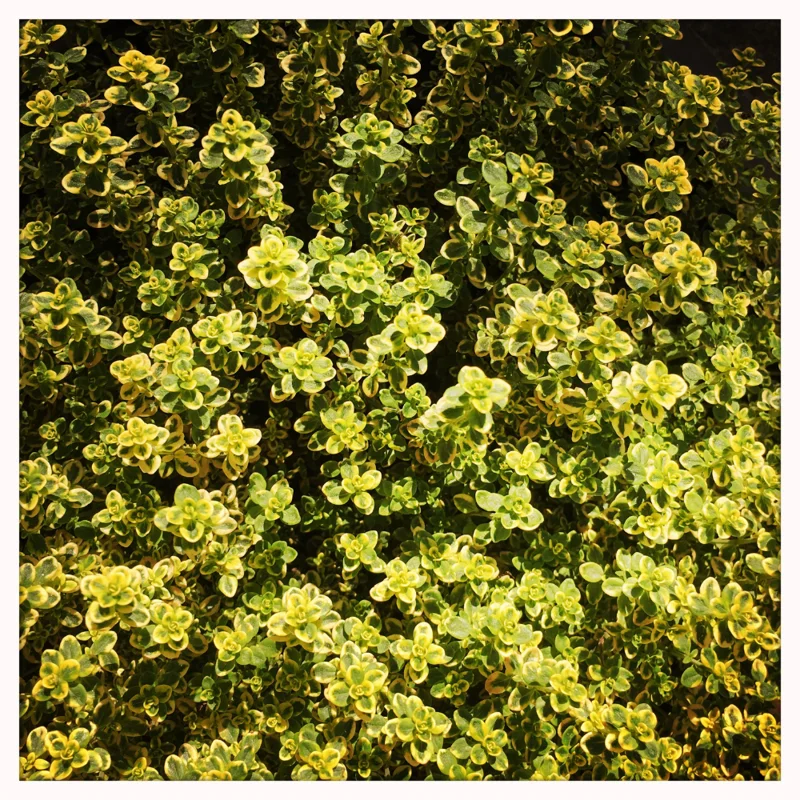 Variegated Lemon Thyme Plants Live, 4 Plants, Thyme Live Plants, 5 To 7 Inches Tall