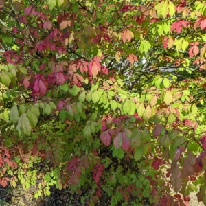 10 Burning Bush Shrub Live Plant Rooted, Dwarf Burning Bush Shrub Bare Roots, Burning Bush Bare Root Live From 5 Inches Tall