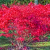 10 Burning Bush Shrub Live Plant Rooted, Dwarf Burning Bush Shrub Bare Roots, Burning Bush Bare Root Live From 5 Inches Tall