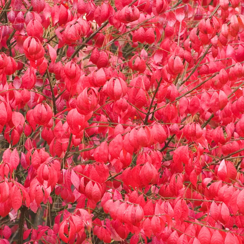 10 Burning Bush Shrub Live Plant Rooted, Dwarf Burning Bush Shrub Bare Roots, Burning Bush Bare Root Live From 5 Inches Tall