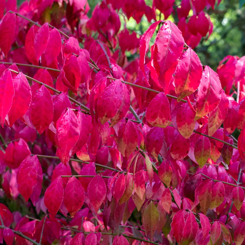 10 Burning Bush Shrub Live Plant Rooted, Dwarf Burning Bush Shrub Bare Roots, Burning Bush Bare Root Live From 5 Inches Tall