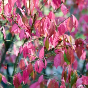 Dwarf Burning Bush Plant, Live Burning Bush Plant From 6 To 12 Inches Height Quart Potted, Live Outdoor Tree