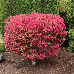 Dwarf Burning Bush Plant, Live Burning Bush Plant From 6 To 12 Inches Height Quart Potted, Live Outdoor Tree