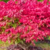 Dwarf Burning Bush Plant, Live Burning Bush Plant From 6 To 12 Inches Height Quart Potted, Live Outdoor Tree