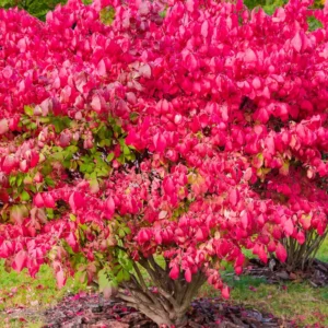 Dwarf Burning Bush Plant, Live Burning Bush Plant From 6 To 12 Inches Height Quart Potted, Live Outdoor Tree