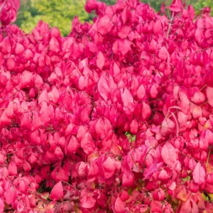 Dwarf Burning Bush Plant, Live Burning Bush Plant From 6 To 12 Inches Height Quart Potted, Live Outdoor Tree