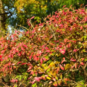 Dwarf Burning Bush Shrub Live Plant From 1 To 2 Feet Height, Large Burning Bush Shrub Live Plant In Gallon Pot
