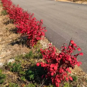 Dwarf Burning Bush Shrub Live Plant From 1 To 2 Feet Height, Large Burning Bush Shrub Live Plant In Gallon Pot