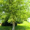 River Birch Tree Live Plant, White Birch Tree Live Plant 12 To 18 Inches Tall Potted, Tree Live Plant Outdoor