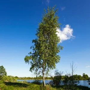 River Birch Tree Live Plant, White Birch Tree Live Plant 12 To 18 Inches Tall Potted, Tree Live Plant Outdoor