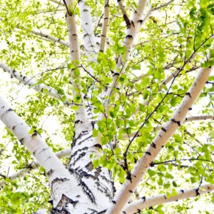 River Birch Tree Live Plant, White Birch Tree Live Plant 12 To 18 Inches Tall Potted, Tree Live Plant Outdoor