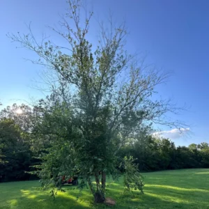 River Birch Tree Live Plant, White Birch Tree Live Plant 12 To 18 Inches Tall Potted, Tree Live Plant Outdoor