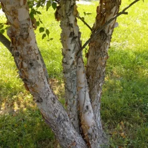 River Birch Tree Live Plant, White Birch Tree Live Plant 12 To 18 Inches Tall Potted, Tree Live Plant Outdoor