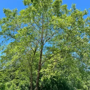 River Birch Tree, Live White Birch Tree 12 To 16 Inches Tall In Pot, River Birch Tree Live Plant, Outdoor Tree Live Plant