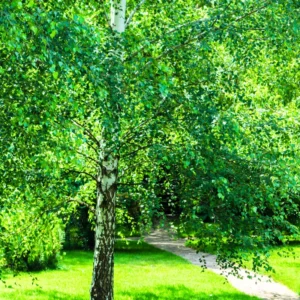 River Birch Tree, Live White Birch Tree 12 To 16 Inches Tall In Pot, River Birch Tree Live Plant, Outdoor Tree Live Plant