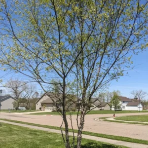 River Birch Tree, Live White Birch Tree 12 To 16 Inches Tall In Pot, River Birch Tree Live Plant, Outdoor Tree Live Plant