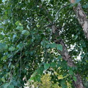 River Birch Tree, Live White Birch Tree 12 To 16 Inches Tall In Pot, River Birch Tree Live Plant, Outdoor Tree Live Plant