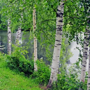 River Birch Tree, Live White Birch Tree 12 To 16 Inches Tall In Pot, River Birch Tree Live Plant, Outdoor Tree Live Plant