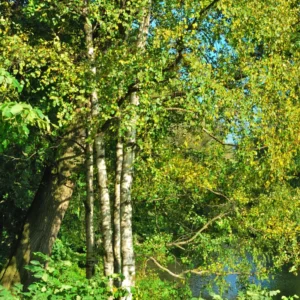 River Birch Tree, Live White Birch Tree 12 To 16 Inches Tall In Pot, River Birch Tree Live Plant, Outdoor Tree Live Plant