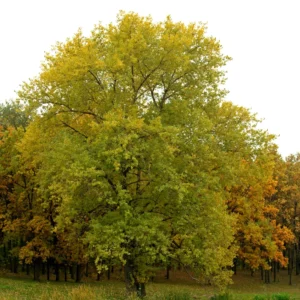 Oak Tree, Oak Tree Live, Live Oak Shrubs Tree From 12 To 14 Inches Height In 4 Inches Pot