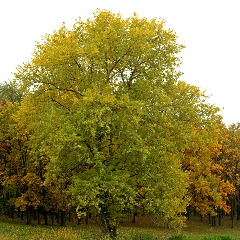 Oak Tree, Oak Tree Live, Live Oak Shrubs Tree From 12 To 14 Inches Height In 4 Inches Pot