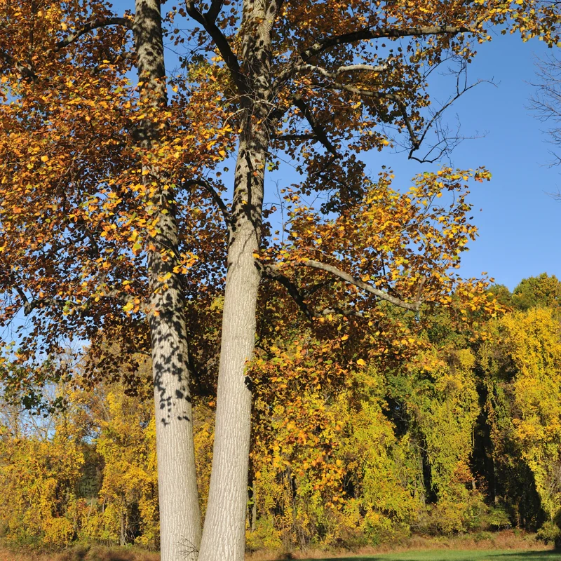 Oak Tree, Oak Tree Live, Live Oak Shrubs Tree From 12 To 14 Inches Height In 4 Inches Pot