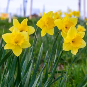 Oak Tree, Oak Tree Live Plant From 10 To 14 Inches Tall Live In 4 Inches Pot, Live Tree For Planting Outdoor Garden