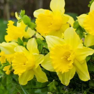 Oak Tree, Oak Tree Live Plant From 10 To 14 Inches Tall Live In 4 Inches Pot, Live Tree For Planting Outdoor Garden