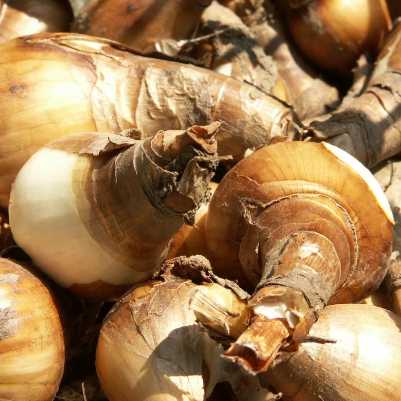 Daffodil Bulbs, Daffodils Flowers Bulbs, Narcissus Daffodil Bulbs, Flower Bulbs, Bulbs For Planting