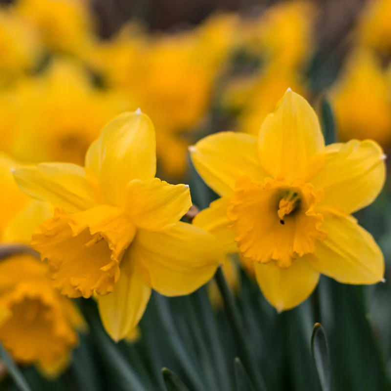 Daffodil Bulbs, Daffodils Flowers Bulbs, Narcissus Daffodil Bulbs, Flower Bulbs, Bulbs For Planting
