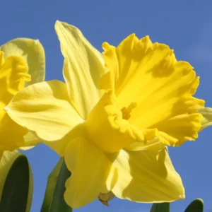 Daffodil Bulbs, Daffodils Flowers Bulbs, Narcissus Daffodil Bulbs, Flower Bulbs, Bulbs For Planting