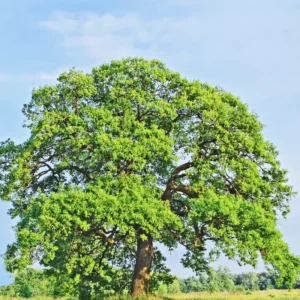 Oak Tree, Oak Tree Live Plant From 10 To 14 Inches Tall Live In 4 Inches Pot, Live Tree For Planting Outdoor Garden