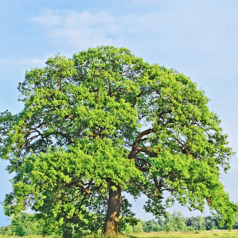 Oak Tree, Oak Tree Live Plant From 10 To 14 Inches Tall Live In 4 Inches Pot, Live Tree For Planting Outdoor Garden