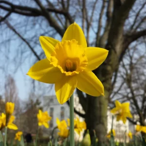 Daffodil Bulbs, Daffodils Flowers Bulbs, Narcissus Daffodil Bulbs, Flower Bulbs, Bulbs For Planting