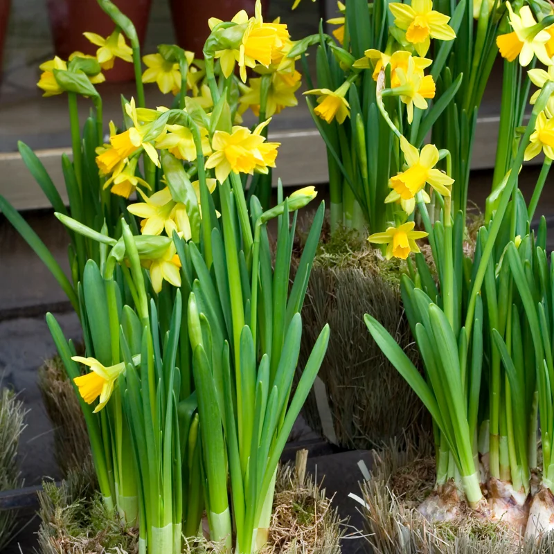 Daffodil Bulbs, Daffodils Flowers Bulbs, Narcissus Daffodil Bulbs, Flower Bulbs, Bulbs For Planting