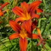 3 Daylily Bulbs, Daylilies Perennial Bulbs, Reblooming Daylily Bulbs, Daylilies Roots