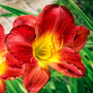 3 Daylily Bulbs, Daylilies Perennial Bulbs, Reblooming Daylily Bulbs, Daylilies Roots