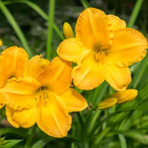 3 Daylily Bulbs, Daylilies Perennial Bulbs, Reblooming Daylily Bulbs, Daylilies Roots