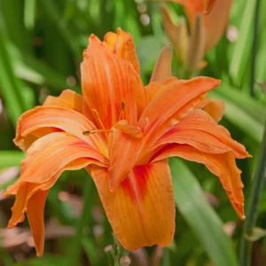 3 Daylily Bulbs, Daylilies Perennial Bulbs, Reblooming Daylily Bulbs, Daylilies Roots