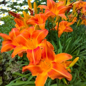 3 Daylily Bulbs, Daylilies Perennial Bulbs, Reblooming Daylily Bulbs, Daylilies Roots