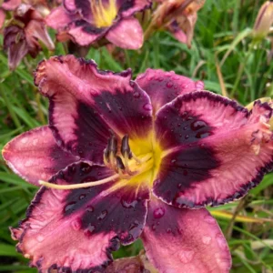 3 Daylily Bulbs, Daylilies Perennial Bulbs, Reblooming Daylily Bulbs, Daylilies Roots