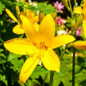 3 Daylily Bulbs, Daylilies Perennial Bulbs, Reblooming Daylily Bulbs, Daylilies Roots