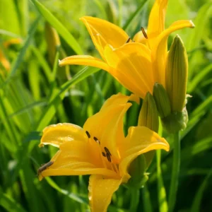 3 Yellow Orange Daylily Bulbs, Top 10 Beautiful Perennial Flowers That Will Transform Your Garden’s Beauty