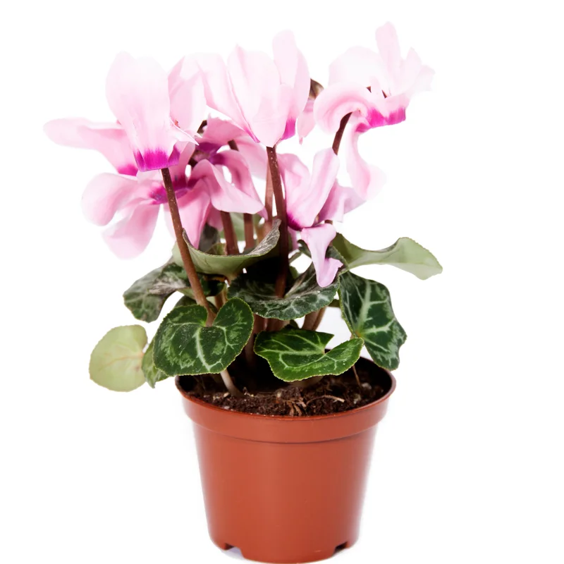 Cyclamen Plant Live, Hardy Cyclamen Flowers, Potted Cyclamen Live Plant, Live Cyclamen Houseplant
