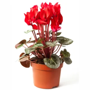 Cyclamen Plant Live, Hardy Cyclamen Flowers, Potted Cyclamen Live Plant, Live Cyclamen Houseplant